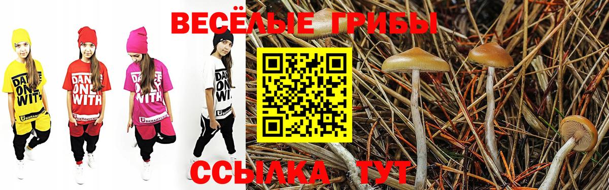 Галлюциногенные грибы Psilocybe Валуйки